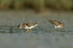 Calidris subminuta