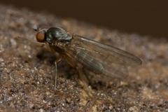 Agathomyia unicolor