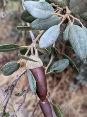 Quercus rotundifolia
