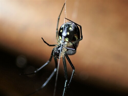 Leucauge argyrescens