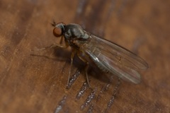 Agathomyia unicolor