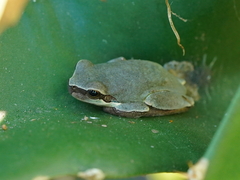 Hyla chinensis