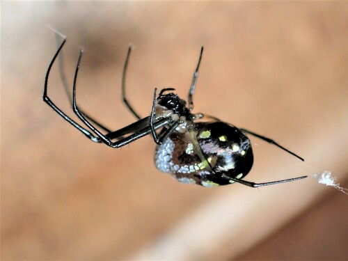 Leucauge argyrescens