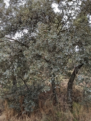 Quercus rotundifolia