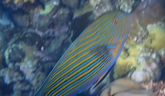 Acanthurus lineatus