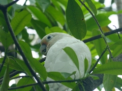 Cacatua goffiniana