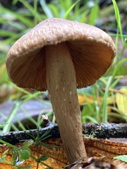 Pseudosperma sororium