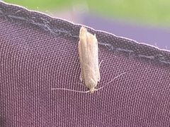 Blastobasis lacticolella