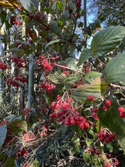 Viburnum luzonicum
