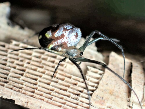 Leucauge argyrescens
