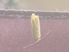 Blastobasis lacticolella