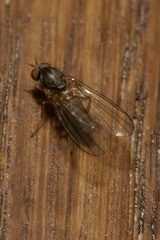 Agathomyia unicolor