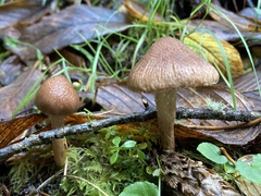 Pseudosperma sororium