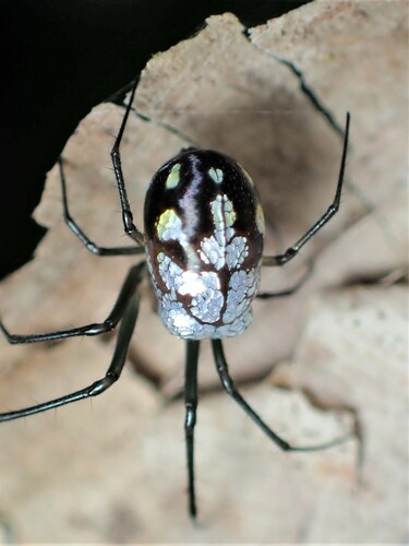 Leucauge argyrescens