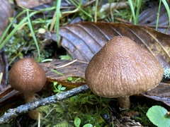 Pseudosperma sororium