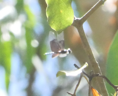 Rhyothemis resplendens