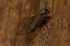 Agathomyia unicolor