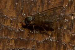 Agathomyia unicolor