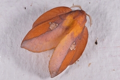 Euthrix laeta