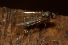 Agathomyia unicolor