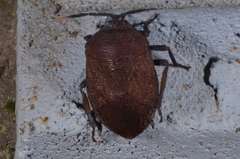 Coridius