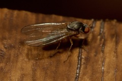 Agathomyia unicolor