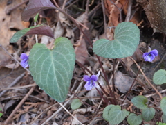 Viola tenuicornis