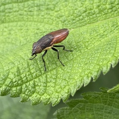 Idiella