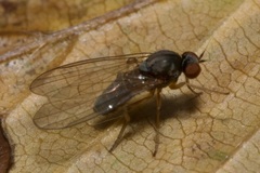 Agathomyia unicolor