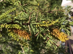 Prosopis torquata