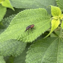 Idiella