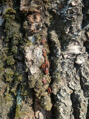 Pyrrhocoris apterus