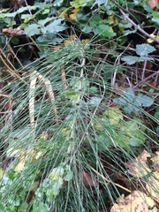 Equisetum telmateia telmateia