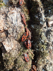 Pyrrhocoris apterus