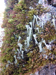 Cladonia fimbriata