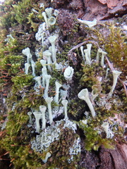 Cladonia fimbriata