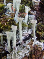 Cladonia fimbriata