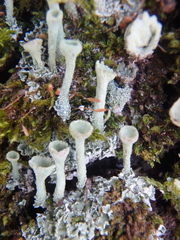 Cladonia fimbriata