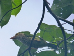 Psilopogon lineatus