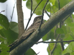 Caprimulgus jotaka