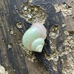 Leptopoma perlucidum