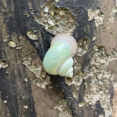 Leptopoma perlucidum