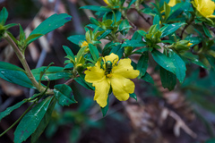 Hibbertia cuneiformis