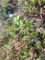 Pylaisia polyantha