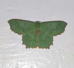 Episothalma robustaria