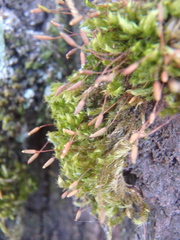 Pylaisia polyantha