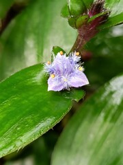 Belosynapsis ciliata