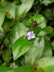 Belosynapsis ciliata