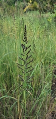 Echinochloa pyramidalis