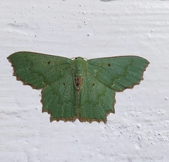 Episothalma robustaria